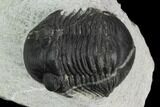 Bargain, Paralejurus Trilobite Fossil - Ofaten, Morocco #119977-2